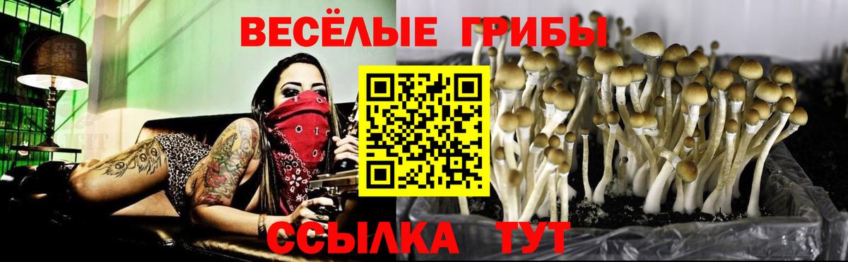Назарово  Галлюциногенные грибы Psilocybine cubensis  Вход с VPN 
